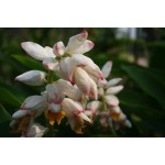 Alpinia Zirumbet Giant Shell - MC - 309